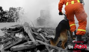 perros de rescate que llegan al epicentro de la catástrofe